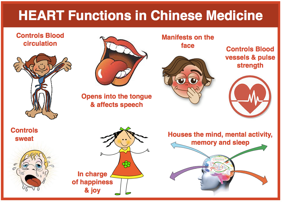 All About The Tcm Urinary Bladder Acupro Academy Acup