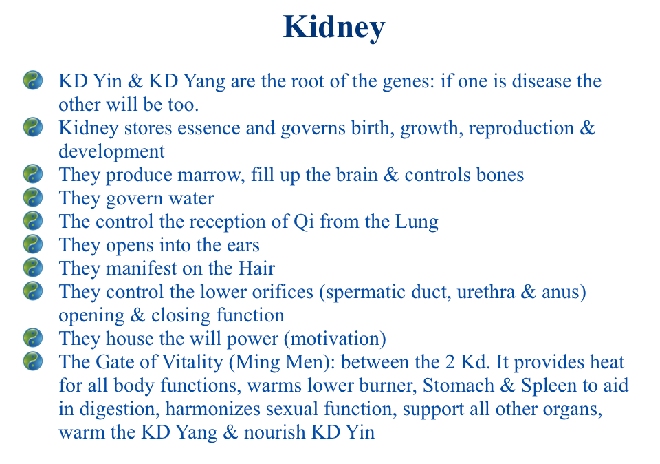 The functions of the Kidneys in TCM