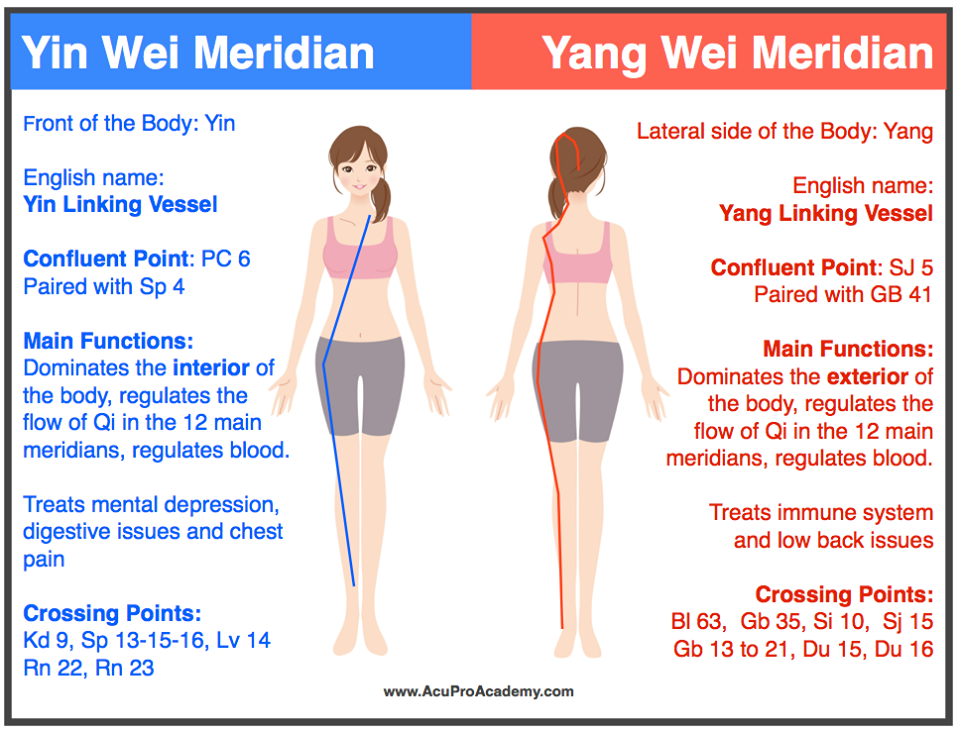 Yin Yang House  Acupuncture Points On The Liver Meridian