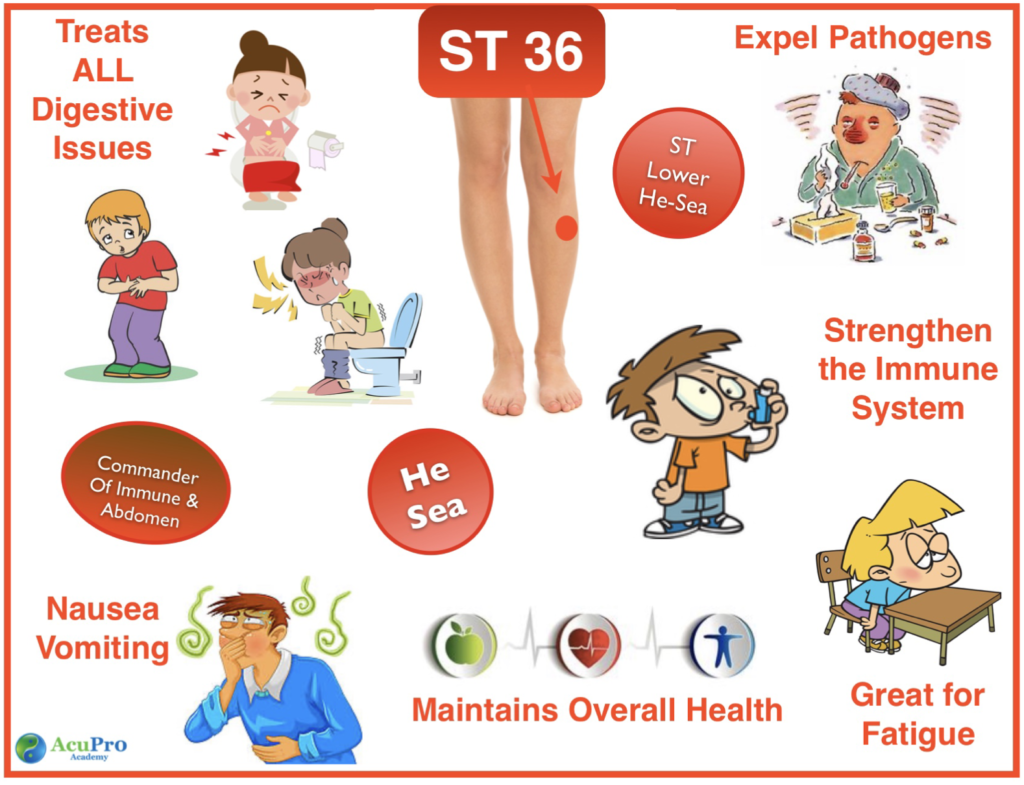 Stomach 36 acupuncture point