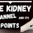 The 27 kidney acupuncture points locations and functions