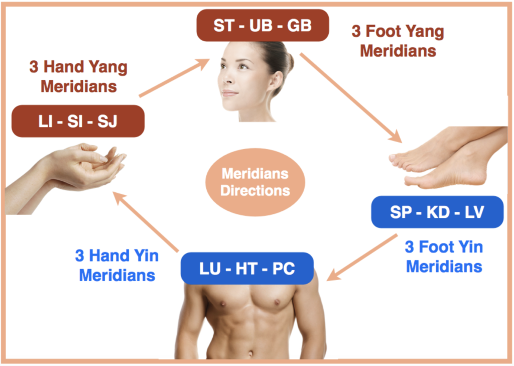acupuncture meridians directions 