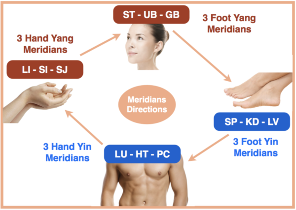 Acupuncture Channel Theory (Meridians in Chinese Medicine) - AcuPro ...